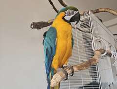 Papegoja blå-gul Ara