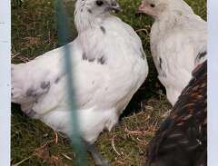 Könsbestämda kycklingar