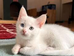 Vita kattungar 50 % Helig b...