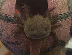 axolotl hane copper