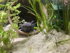 Axolotl plus Akvarium