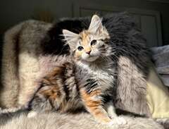 sibirisk kattunge