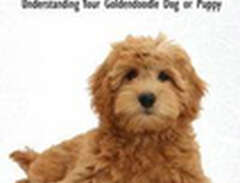Goldendoodles - The Owners...