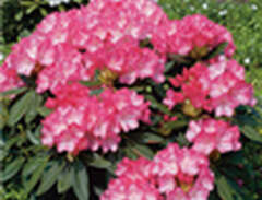 Rhododendron Yakushimanum-R...