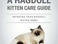A Ragdoll Kitten Care Guide...