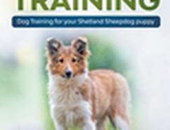 Shetland Sheepdog Training...