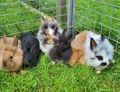 Fluffiga kaninungar