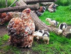 Höns dvärgkochin + kycklingar