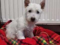 West highland White terrier...
