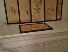 Herbarium tavlor