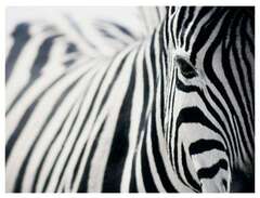 Zebra tavla IKEA Pjätteryd