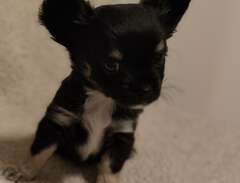 Chihuahua/power puff valpar