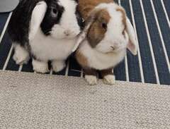 Två söta och snälla kaniner