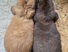 Två kaniner med tillbehör
