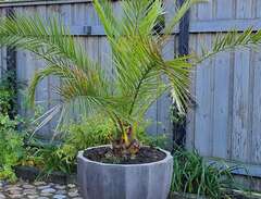 Palm i stor kruka