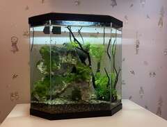 Akvarium med tre fiskar