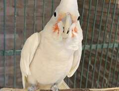 Goffin kakadua papegoja
