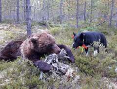 Karels björnhunds valpar