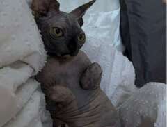 Sphynx omplacering
