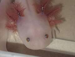 Axolotlar ( hanar).