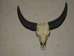 Buffel huvud prydnad