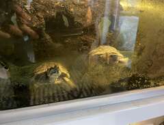Akvatiska sköldpaddor med a...