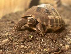 landsköldpadda med terrarium