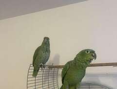 amazon papegojor