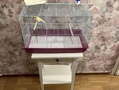 canary bird with cage and a...