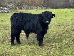 Svart Highland Cattle tjur