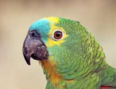 Söker en amazon papegoja
