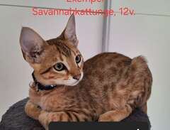 Savannah SBT, bst kattungar...