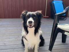 Omplacering border collie
