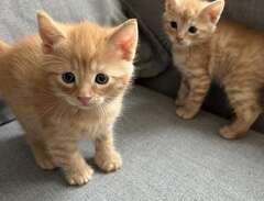 orangea kattungar - huskatter