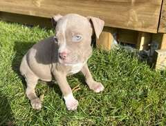American Bully omplacering