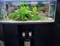 akvarium 240 liter