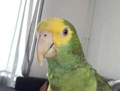 Amazon papegoja