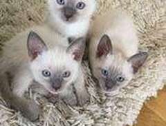 Siamese kattungar