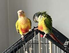 Ett par papegojor+bur