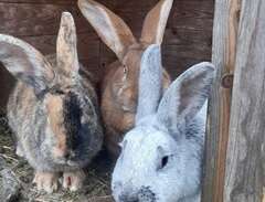 Kaniner stor ras avelsgrupp...