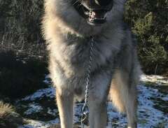 American Wolfdog tik