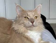 omplacering Maine coon blan...
