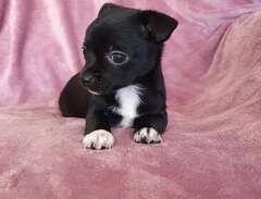 Korthårig svart Chihuahua/P...