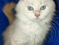 Vacker blåögd kattunge