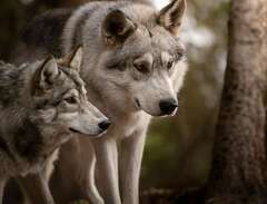 Wolfdog valpar