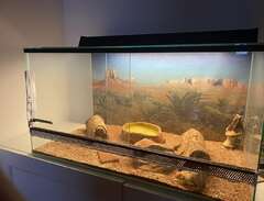 Terrarium med leopardgecko