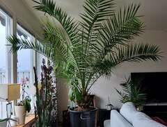 Mycket stor palm / Kanariepalm