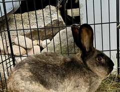 4 Kaniner köttdjur el sälls...
