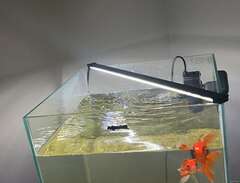 Akvarie med 2 guldfiskar