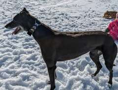 Greyhoundvalpar pågång